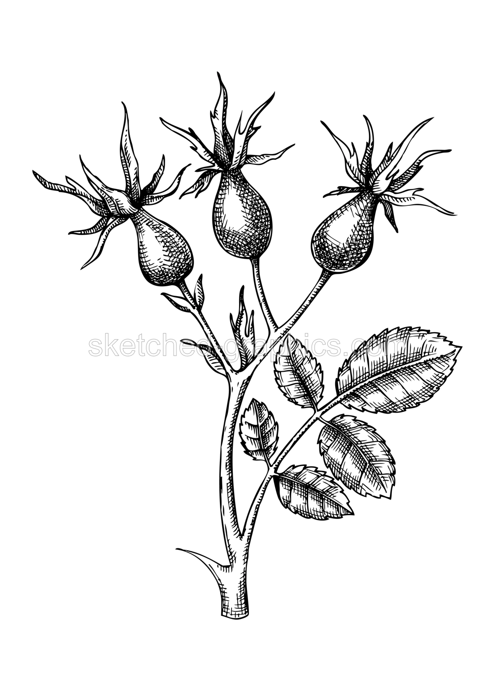 Rosehip vintage sketch. Hand-sketched branch with berries illustration. Medicinal plant vector drawing. Botanical illustration of rose hip for packaging, labels and autumn designs Illustration